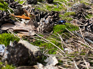 żuk w lesie na mchu