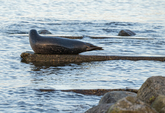 Seerobbe