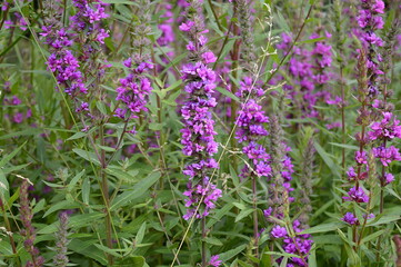 Closeup Lythrum virgatum known as European wand loosestrife with blurred background in summer garden