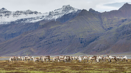 Iceland