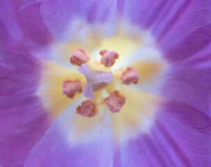 Macro photo inside a purple and yellow tulip with pistil and stamens. Narrow depth of field