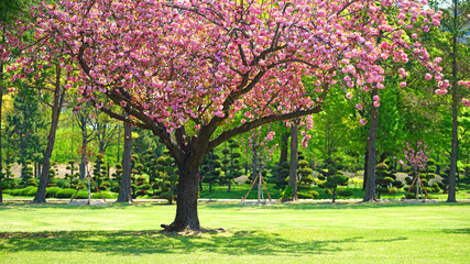 a blooming pink cherry blossom in the park