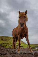 Fototapeta premium Iceland 