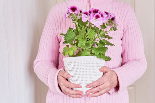 An Elderly Faceless Woman In Pink Cardigan Holding In Her Hands A Potted Plant Pelargonium Regal.