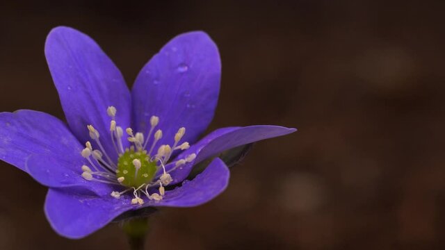 Isolated flower in bright purple color leaving the frame while the camera moves from left to right. Macro view of liverleaf (Hepatica nobilis).
