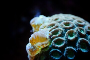 Close up shot of coral reef