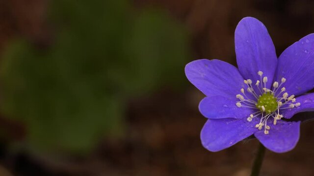 Flower of liverleaf (Hepatica nobilis) heralding the spring coming with its vibrant purple color. Macro, slide from left to right.