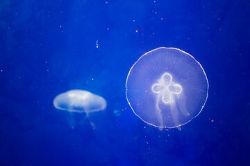 A photo of moon jellyfish