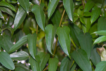 Hedge of Guaco leaves or witch's weed (Mikania glomerata Spreng)