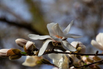 Branch with white blossoms of a Kobushi Magnolia, also called Magnolia kobus with copy space