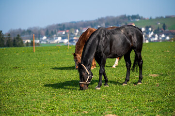 Fototapeta premium Pferde auf der Wiese