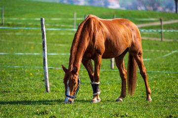 Pferde auf der Wiese