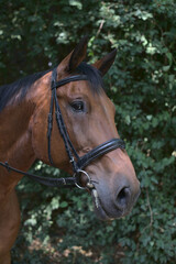 Obraz premium portrait of a chestnut horse