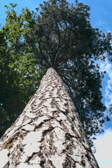 Fototapeta premium the big tall high tree in the forest