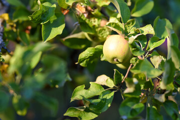 the branch with the green apples on a summer sunny day in Langen, Hessen, Germany 