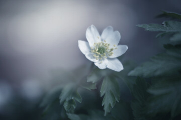 Piękny zawilec gajowego. Białe kwiaty anemonów kwitnących wiosną w lesie. Delikatne płatki zawilca. Rozmyte pastelowe tło.