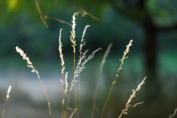 the grass blade on the wind on a sunny summer day  