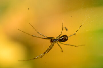 close up spıder ın the nature
