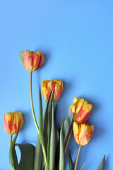 red and yellow tulips