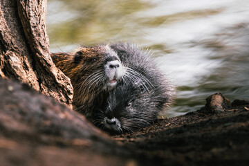Wild brown and black nutria babies cuddling by a lake during spring, in the middle of the forest in Germany. - obrazy, fototapety, plakaty