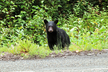 A baby black bear cub stands on the edge of a highway © Amelia