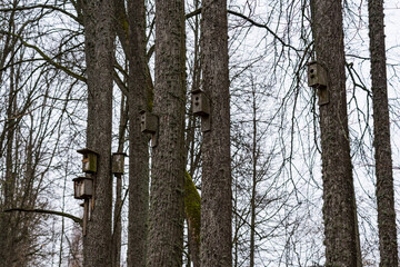 A lot of old bird houses near old trees..
