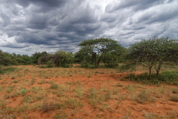 Südafrika - Letaba Ranch Reservat - Jeep Safari