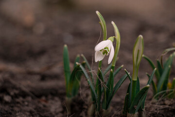 First flower in the forest