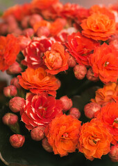 Set of red Kalanchoe flowers macro