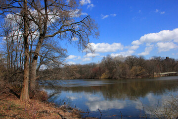 Trees on a pond