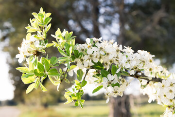 Wild blossoming pear on a branch closeup, spring flower background