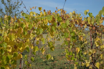 Wine leaves waiting the winter time