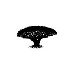 Socotra Island. Dragon Tree logo.