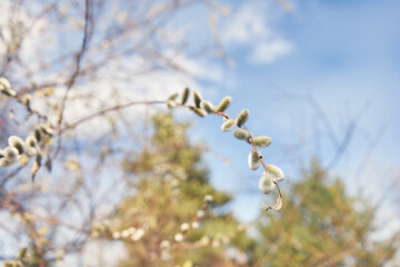 Willow tree branch with flowers against blue sky