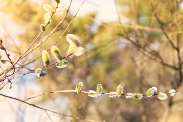 Pussy willow branches with catkins in sunlight close up