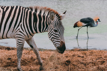 Zebra in the outdoors nature park looking for food. In the summer, the water in the streams begins to run low.