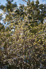 Blooming branches of pussy willow close-up in sunlight in spring
