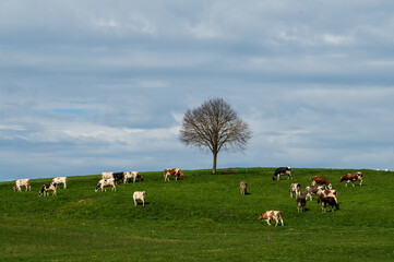 Fototapeta premium Baum und Kühe auf einem Hügel