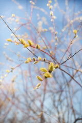 Pussy willow tree branch with flowers close up against blue sky background 