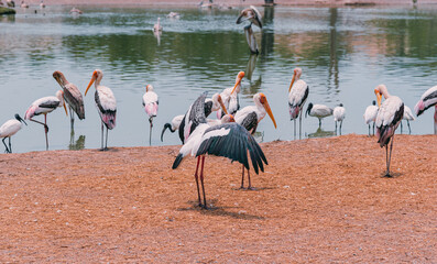 Flocks of natural birds that are looking for food. In the summer, the water in the streams begins to run low.