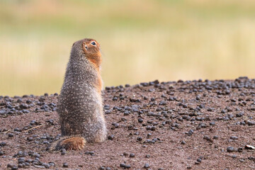 Back view of a artic ground squirrel standing up