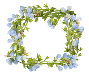 Little blue wild flowers isolated on white. Frame from plants. Wreath from flowers