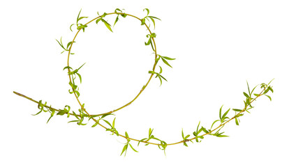 Young spring willow, osier, sallow branch isolated on white. Frame from branch © Olga Mishyna