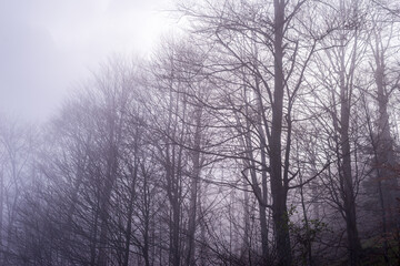 Fototapeta na wymiar Bare tree branches on a hazy autumn day
