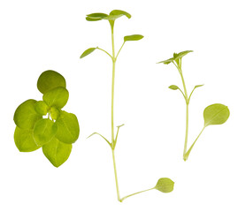 bindweed or weed isolated on white background