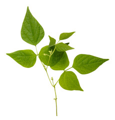 Fototapeta premium Young spring blooming bean twig isolated on white. 