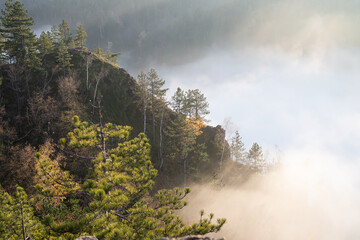 Fototapeta na wymiar Mountain peak with coniferous trees breaking through clouds
