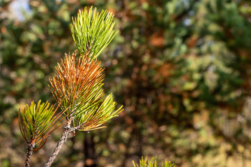 Top of a coniferous tree branch in autumn - close-up
