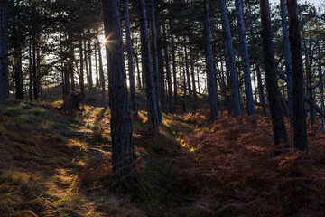Sunbeams breaking through the conifer trees in the woods
