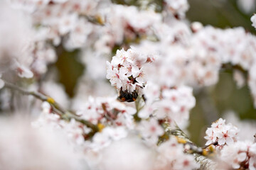 Branch of a cherry tree with cherry blossoms in spring